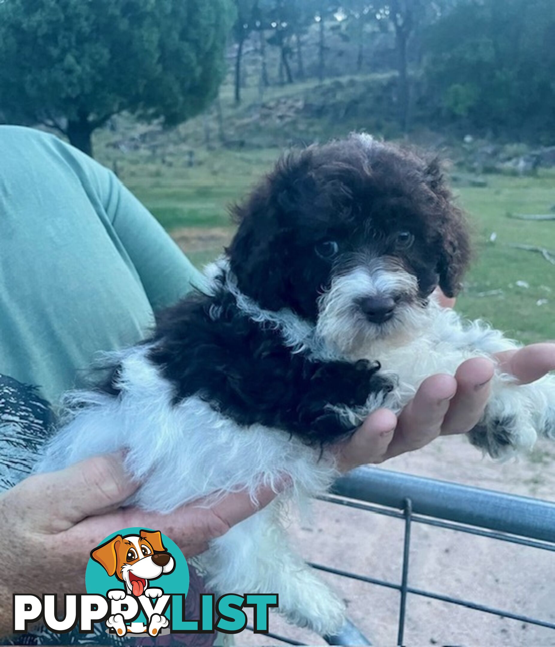 Purebred Toy Poodle Puppies - DNA Clear