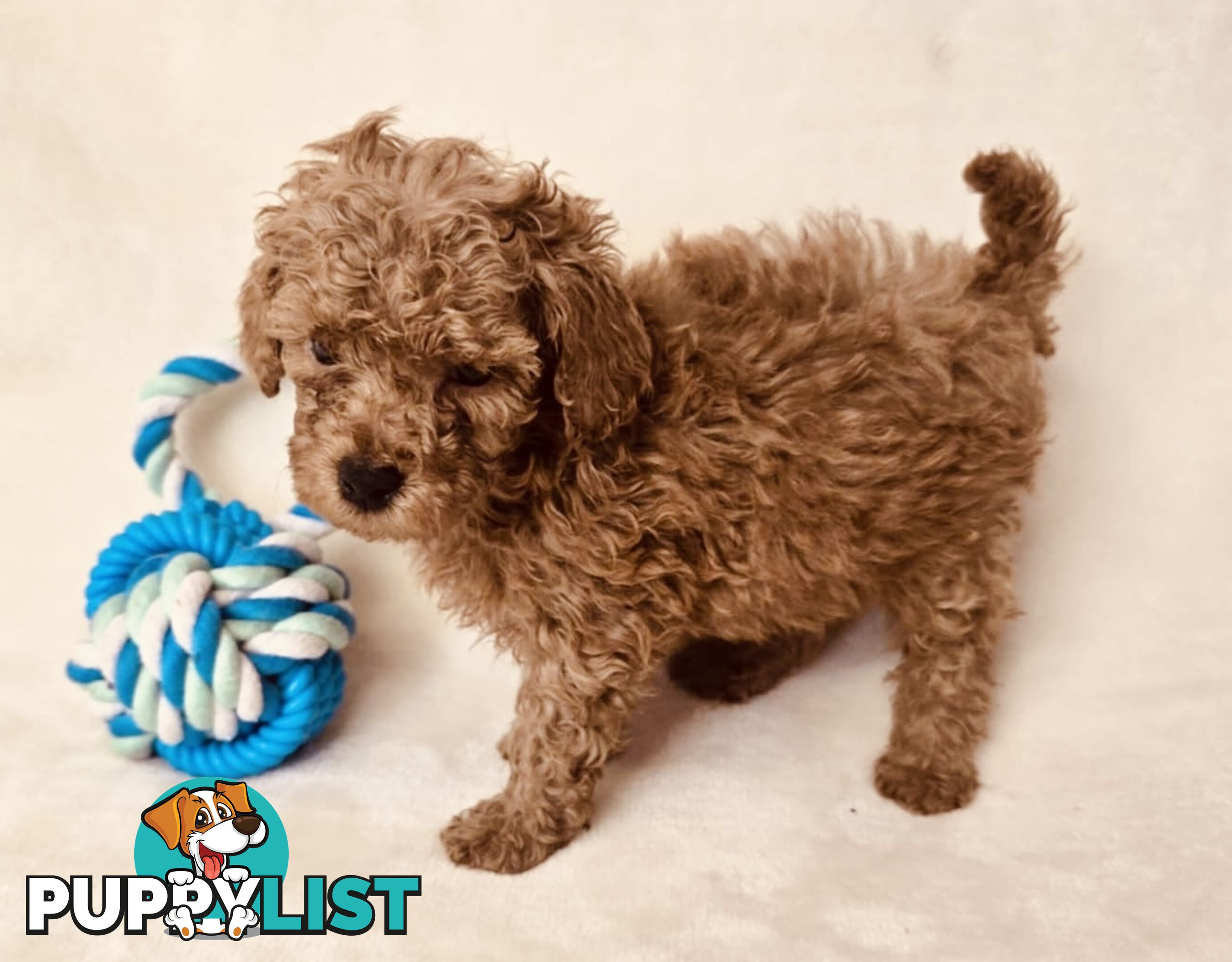 Purebred Toy Poodle Puppies - DNA Clear