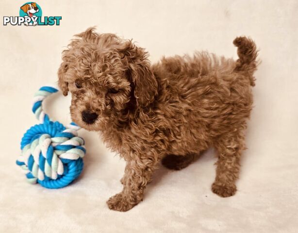 Purebred Toy Poodle Puppies - DNA Clear