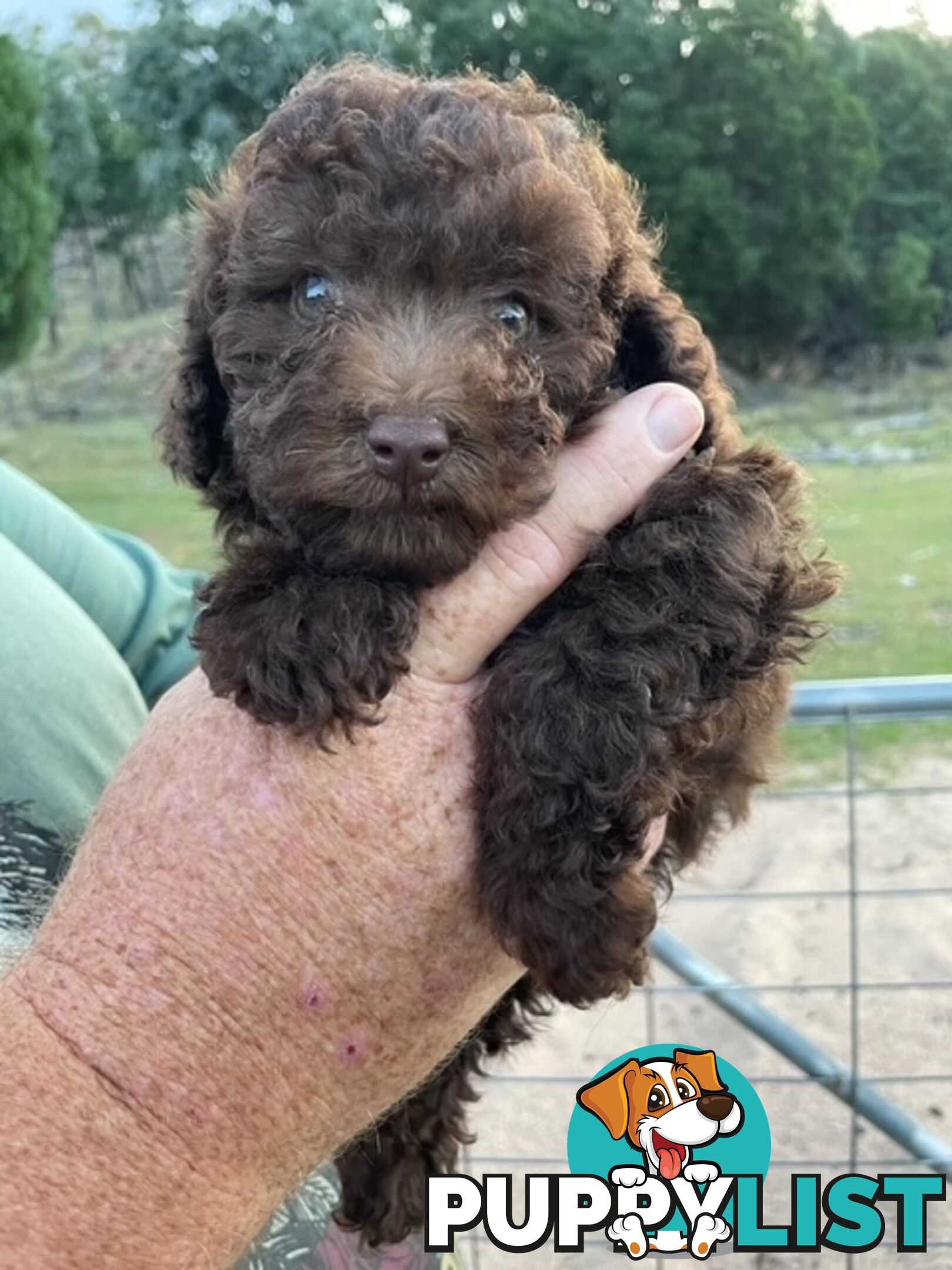 Purebred Toy Poodle Puppies - DNA Clear