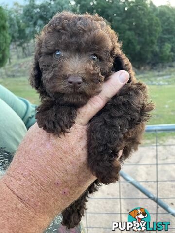 Purebred Toy Poodle Puppies - DNA Clear