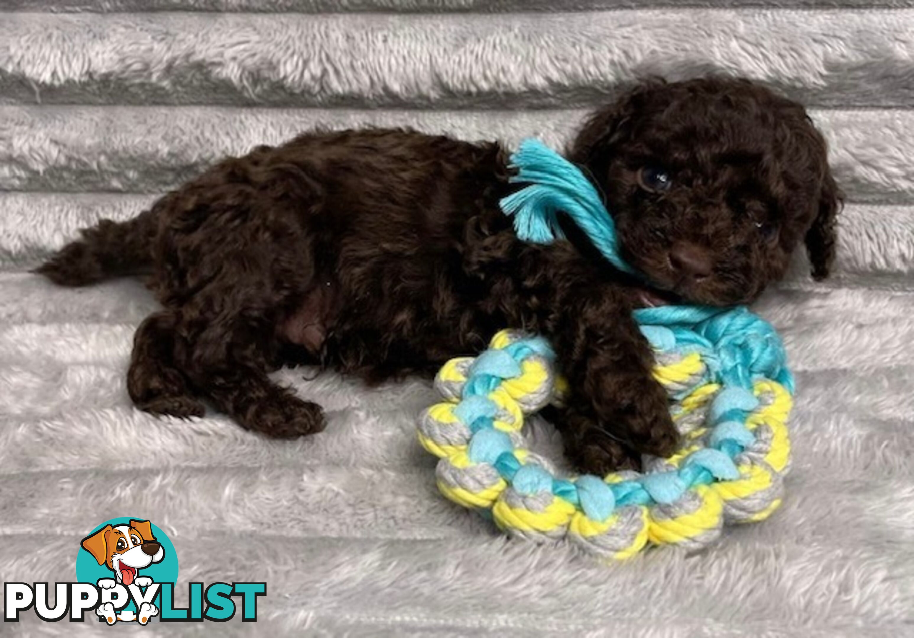 Purebred Toy Poodle Puppies - DNA Clear