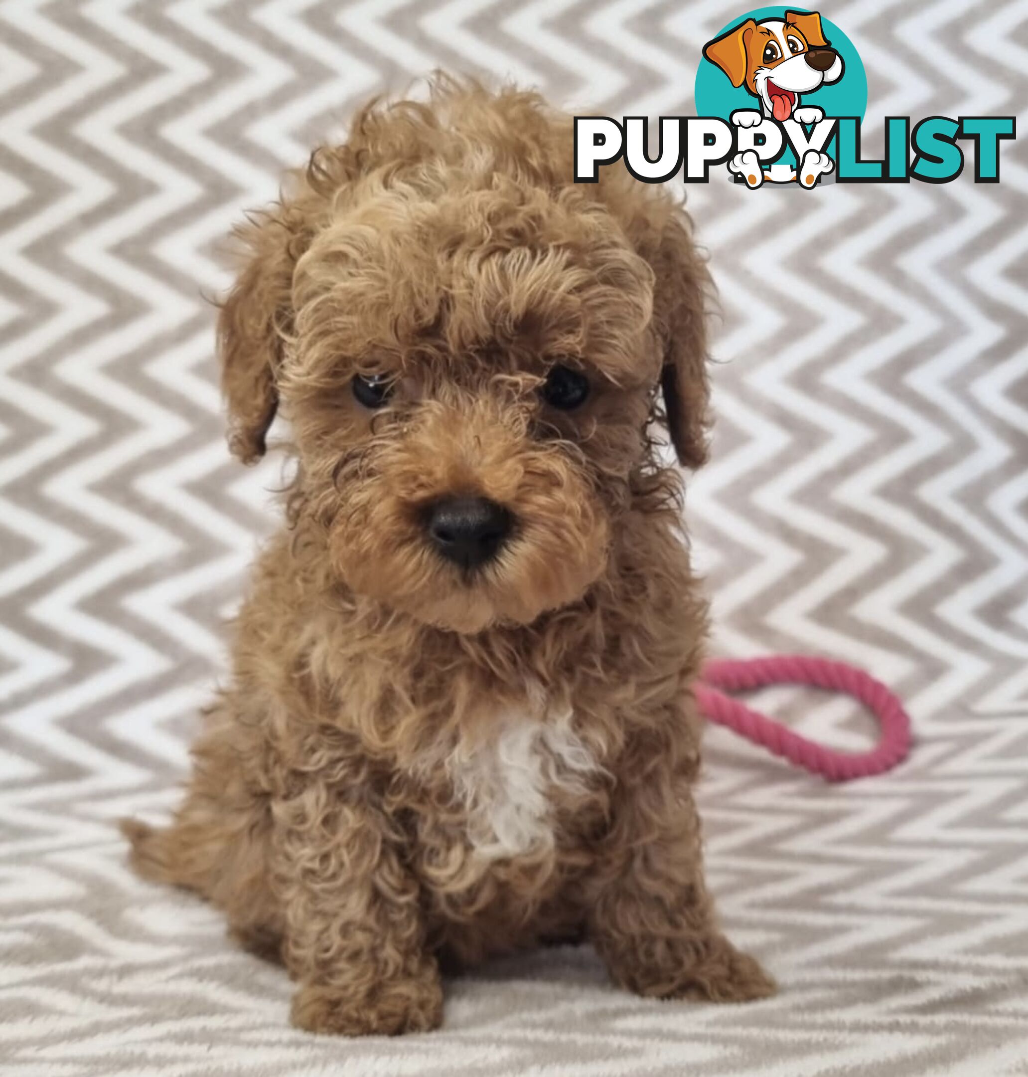 Purebred Toy Poodle Puppies - DNA Clear