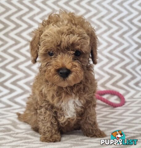 Purebred Toy Poodle Puppies - DNA Clear