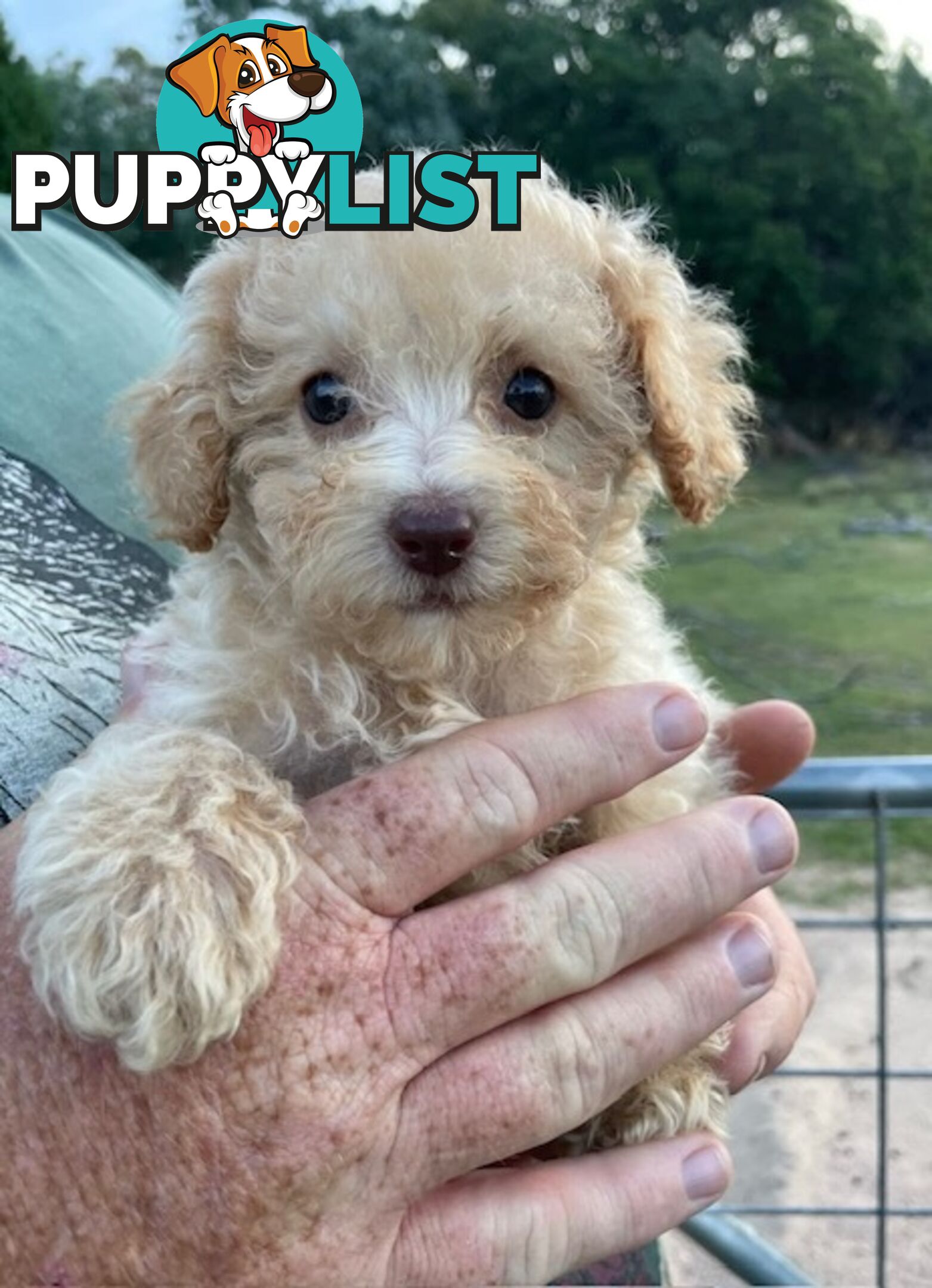 Purebred Toy Poodle Puppies - DNA Clear