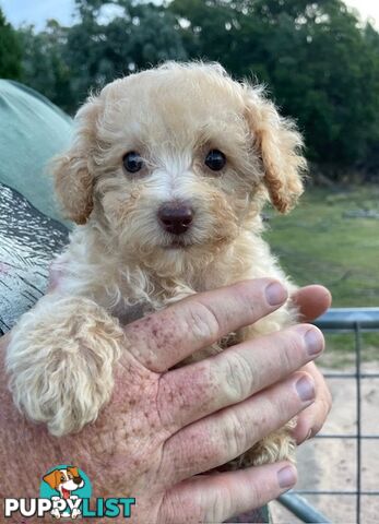 Purebred Toy Poodle Puppies - DNA Clear