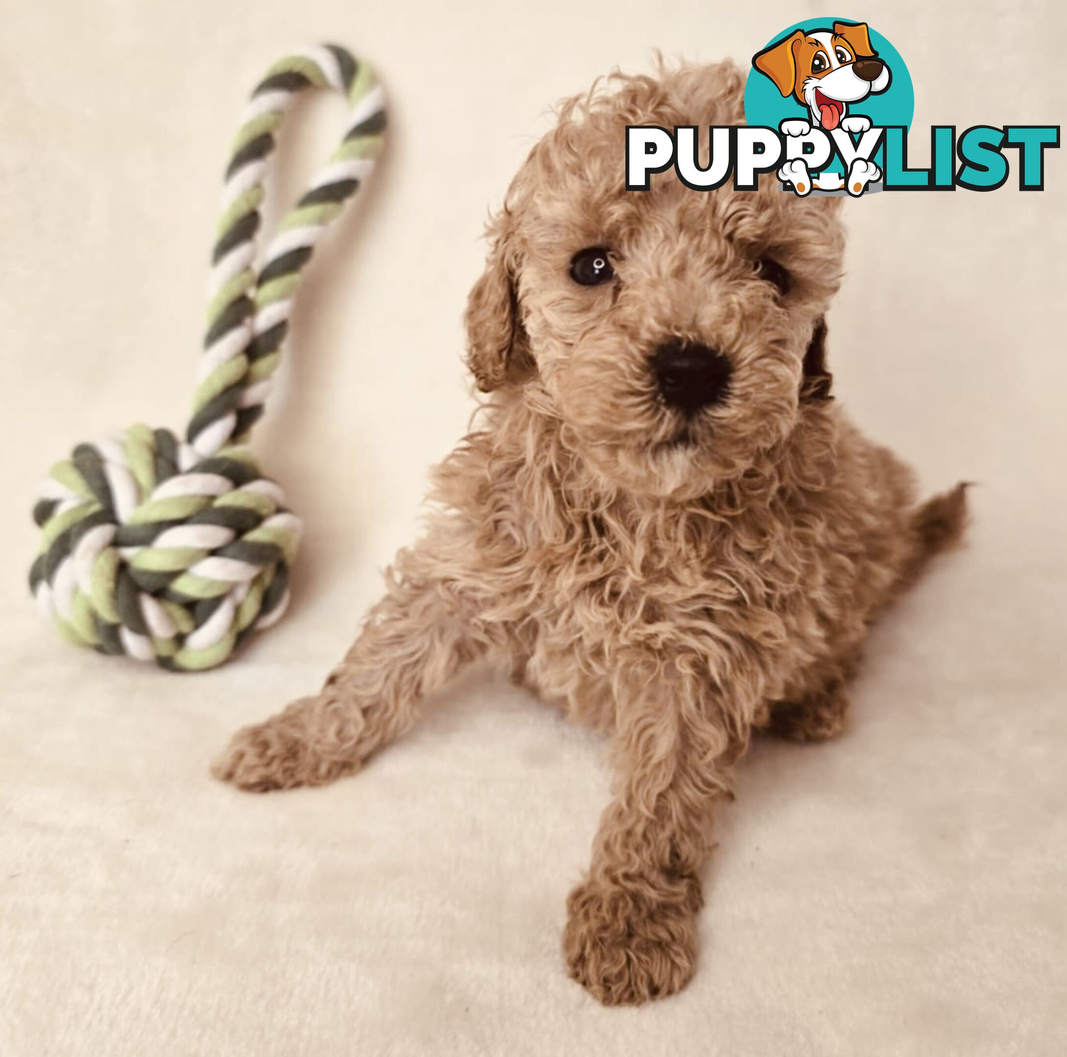 Purebred Toy Poodle Puppies - DNA Clear