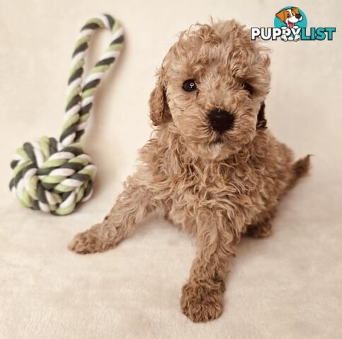 Purebred Toy Poodle Puppies - DNA Clear