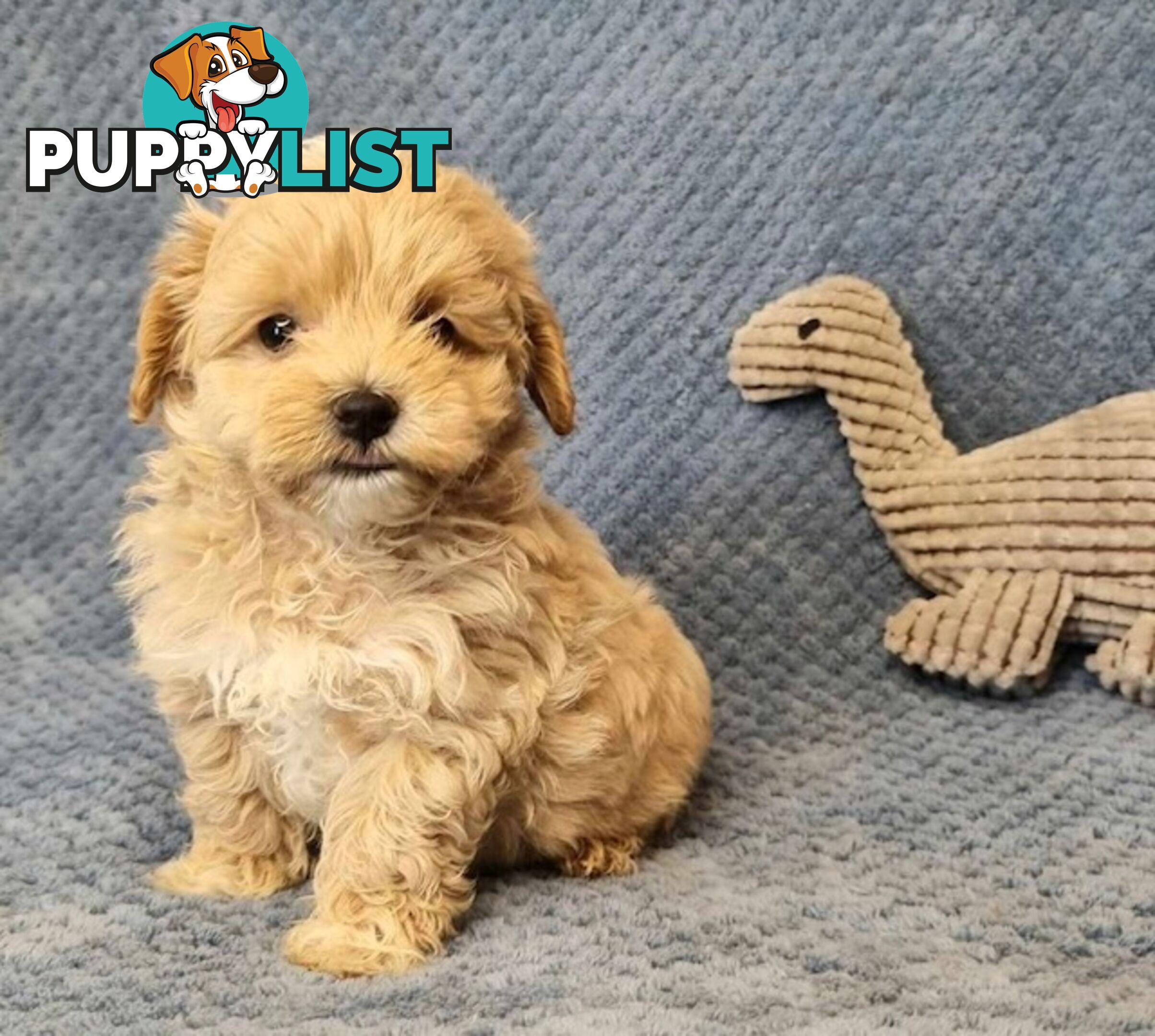 Moodle Puppies - Maltese x Tiny Toy Poodle