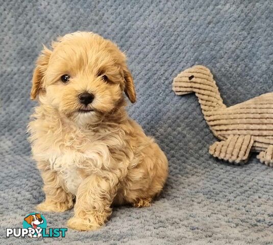 Moodle Puppies - Maltese x Tiny Toy Poodle