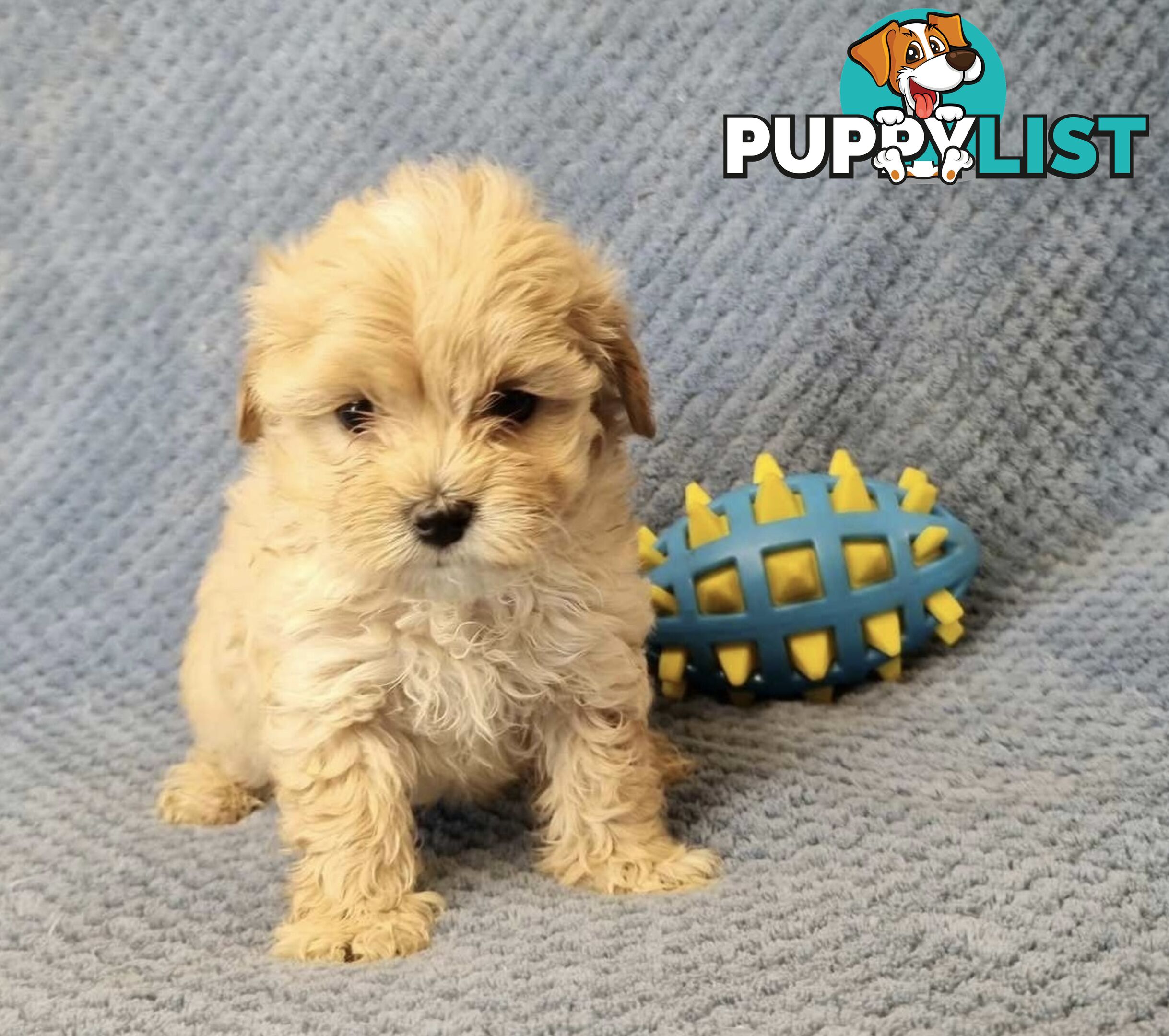 Moodle Puppies - Maltese x Tiny Toy Poodle