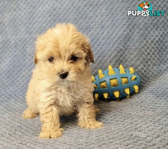 Moodle Puppies - Maltese x Tiny Toy Poodle