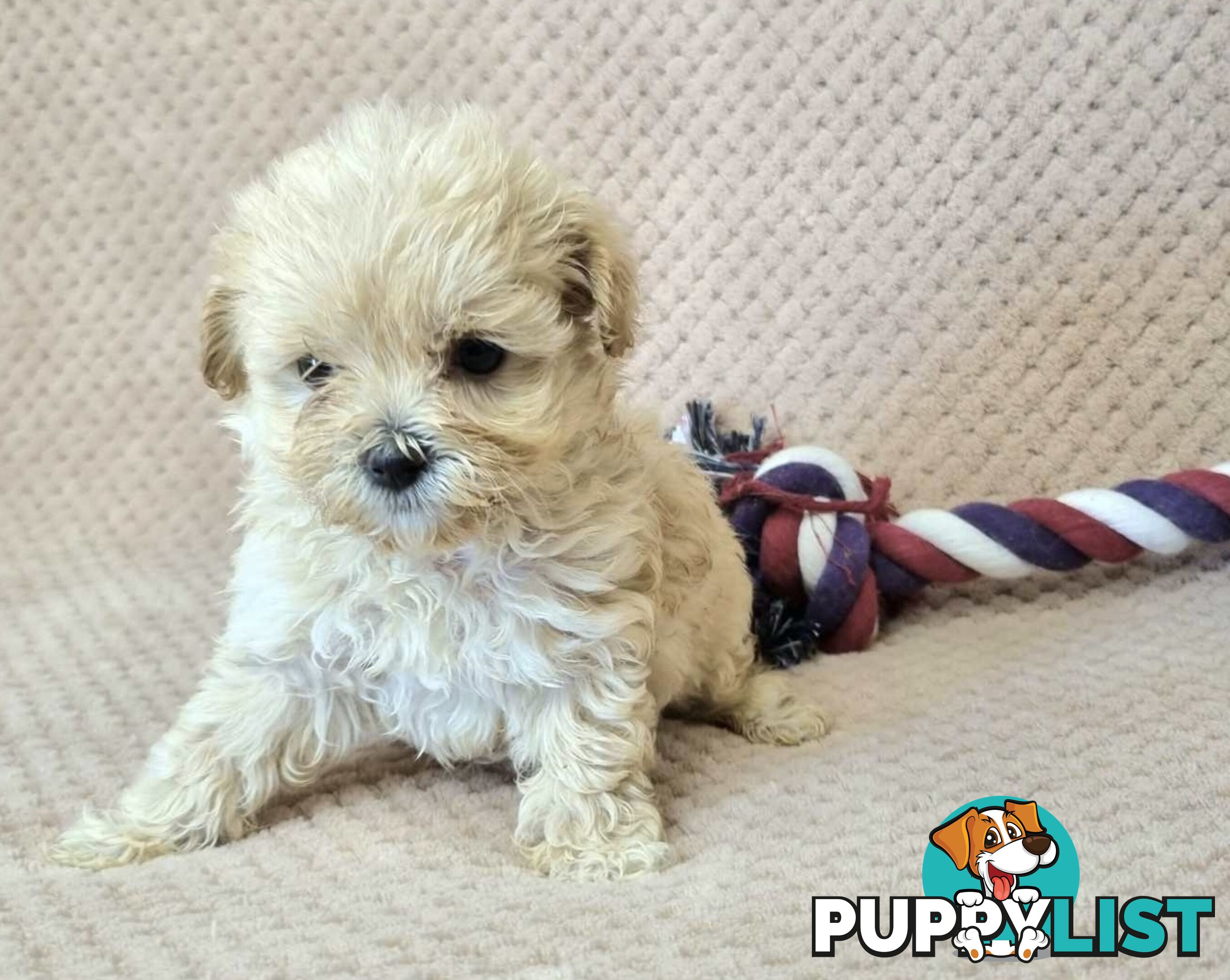 Moodle Puppies - Maltese x Tiny Toy Poodle