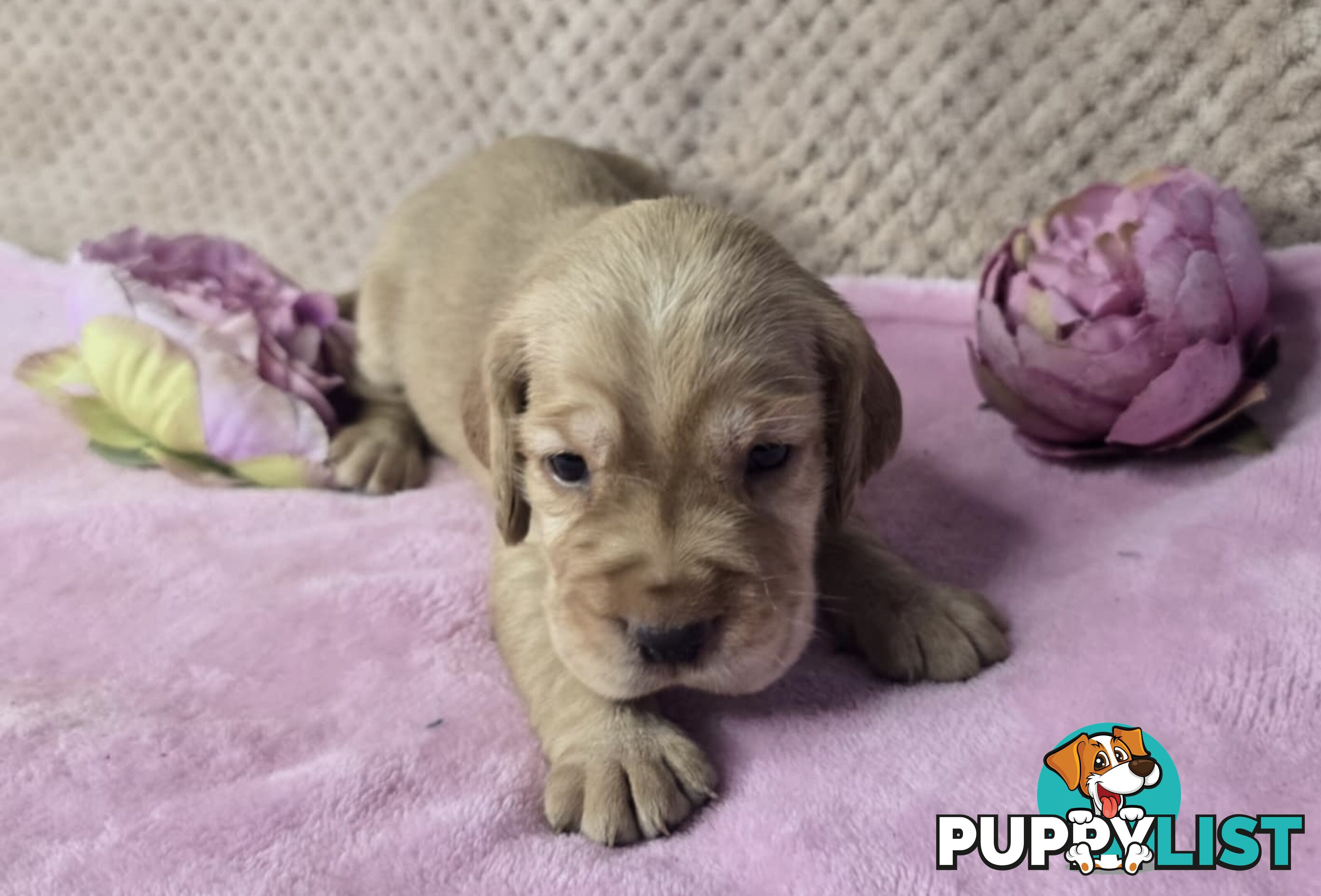 Spanador Puppies - Labrador x Cocker Spaniel