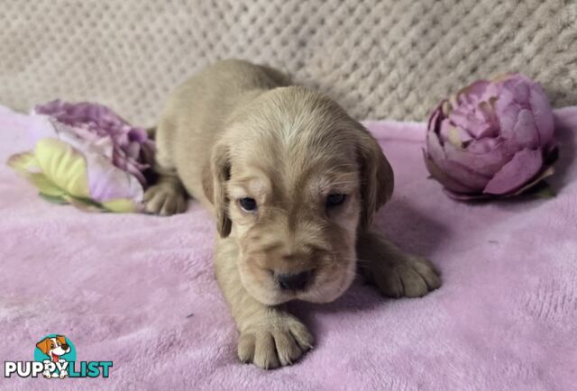 Spanador Puppies - Labrador x Cocker Spaniel