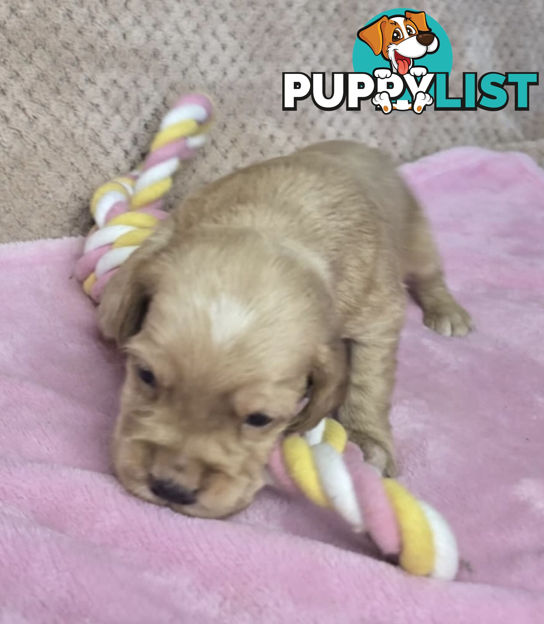 Spanador Puppies - Labrador x Cocker Spaniel