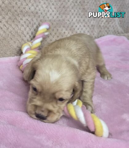 Spanador Puppies - Labrador x Cocker Spaniel