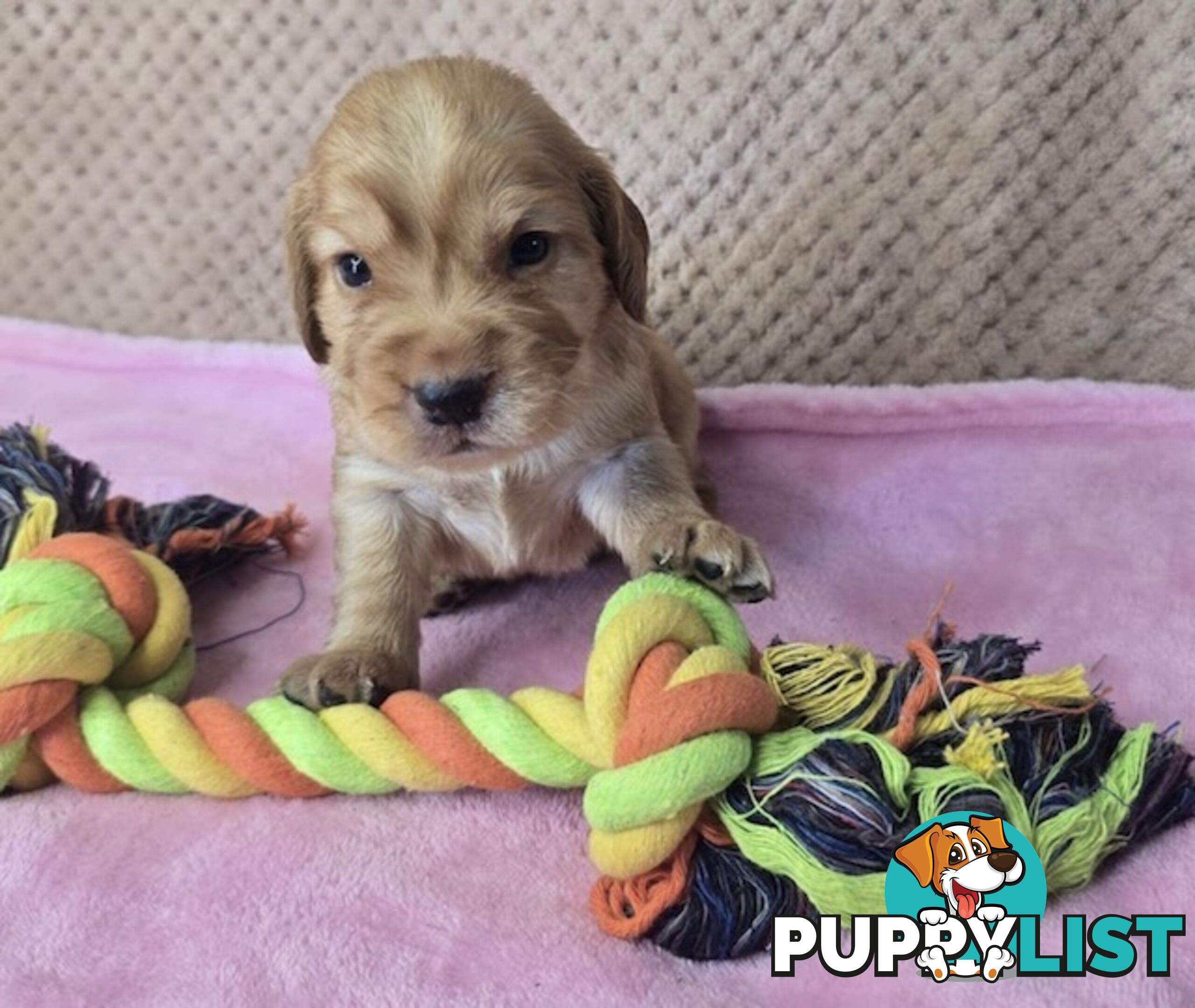 Spanador Puppies - Labrador x Cocker Spaniel