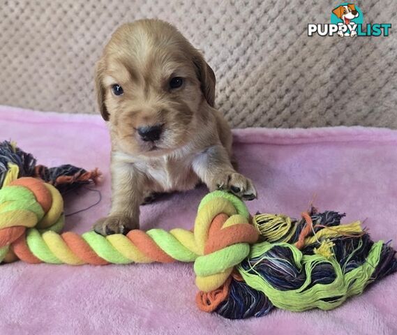 Spanador Puppies - Labrador x Cocker Spaniel