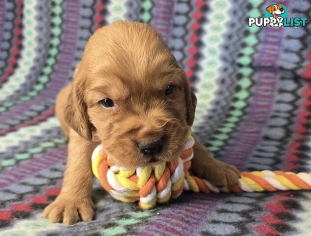 Spanador Puppies - Labrador x Cocker Spaniel