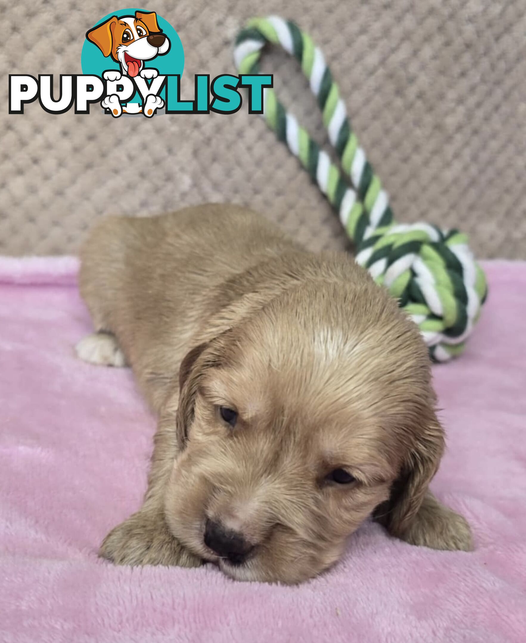 Spanador Puppies - Labrador x Cocker Spaniel