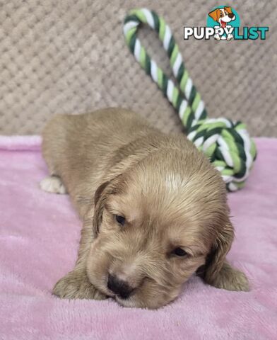 Spanador Puppies - Labrador x Cocker Spaniel