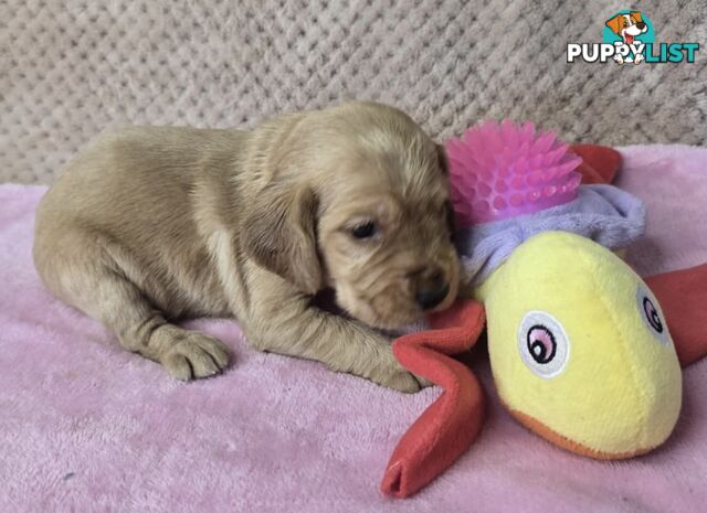 Spanador Puppies - Labrador x Cocker Spaniel