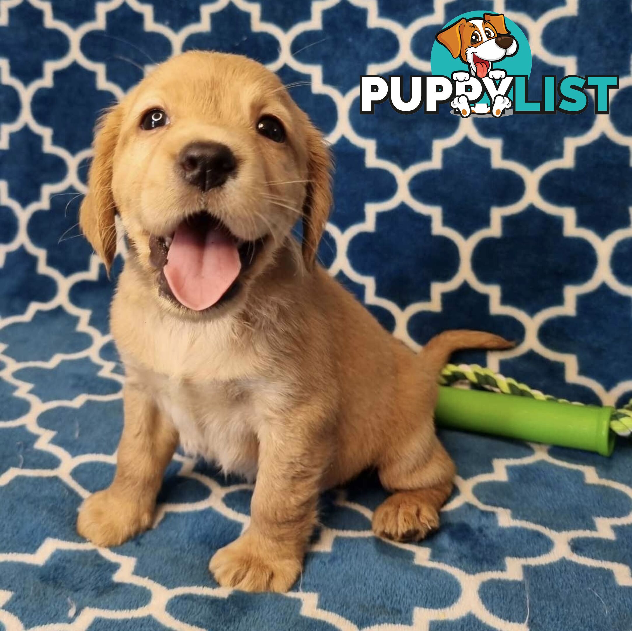 Spanador Puppies - Labrador x Cocker Spaniel