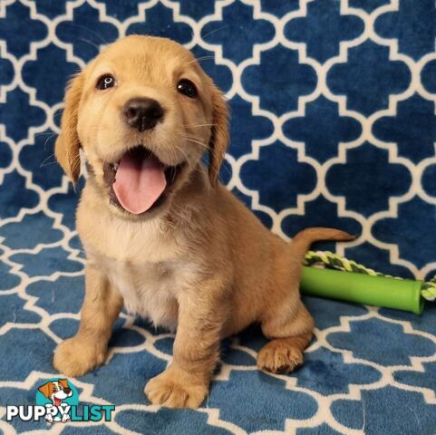 Spanador Puppies - Labrador x Cocker Spaniel