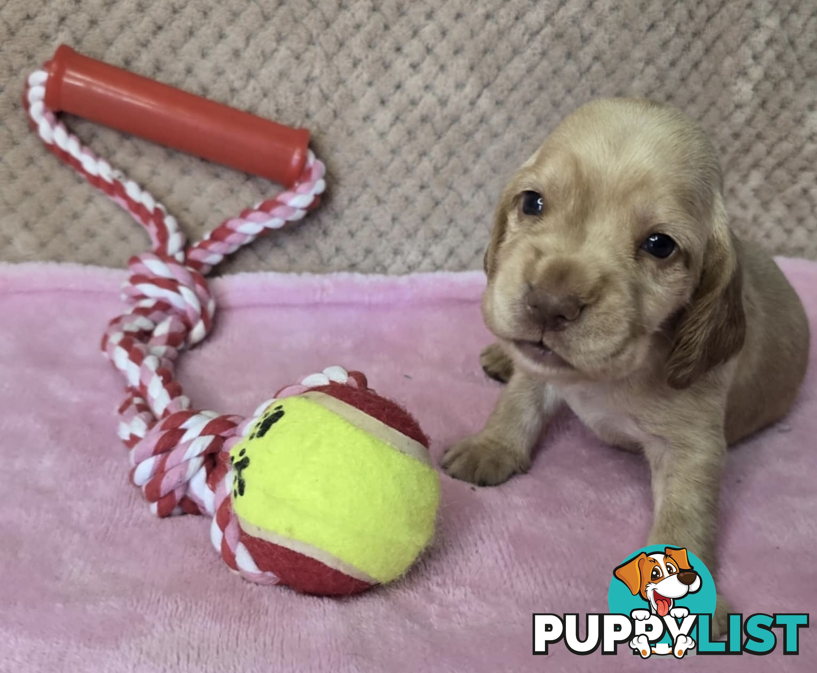 Spanador Puppies - Labrador x Cocker Spaniel