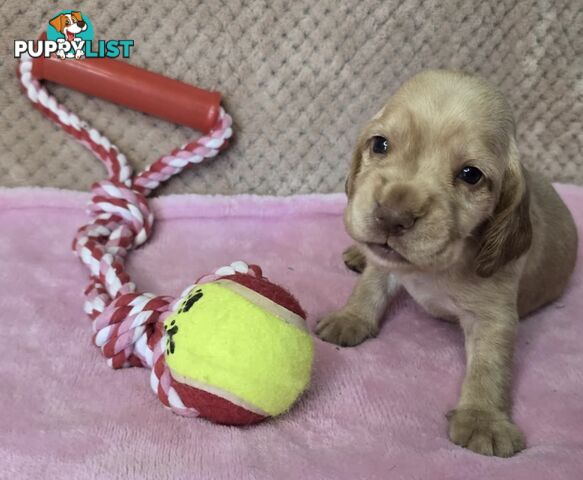 Spanador Puppies - Labrador x Cocker Spaniel