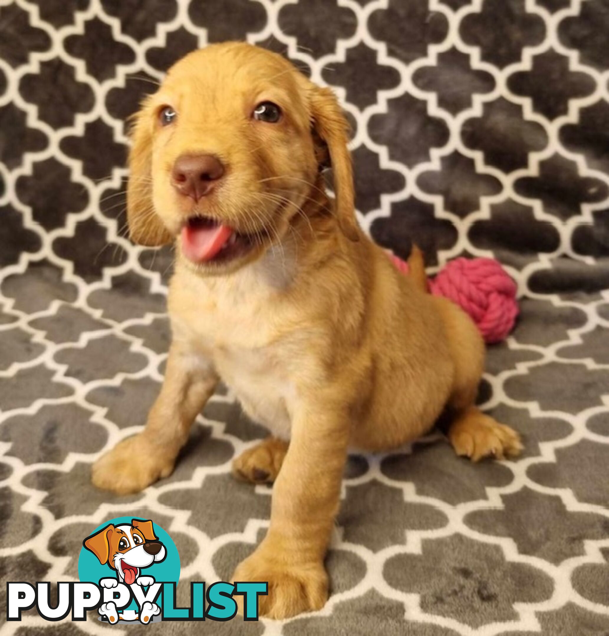 Spanador Puppies - Labrador x Cocker Spaniel