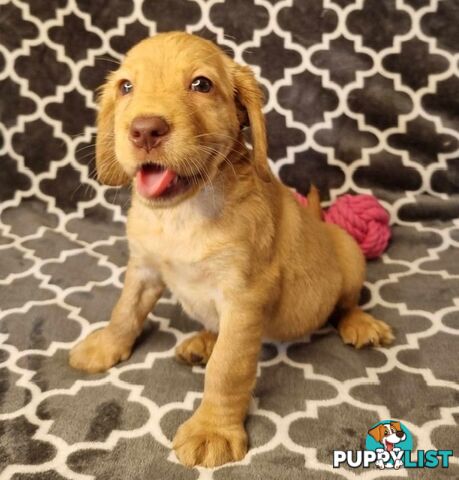 Spanador Puppies - Labrador x Cocker Spaniel