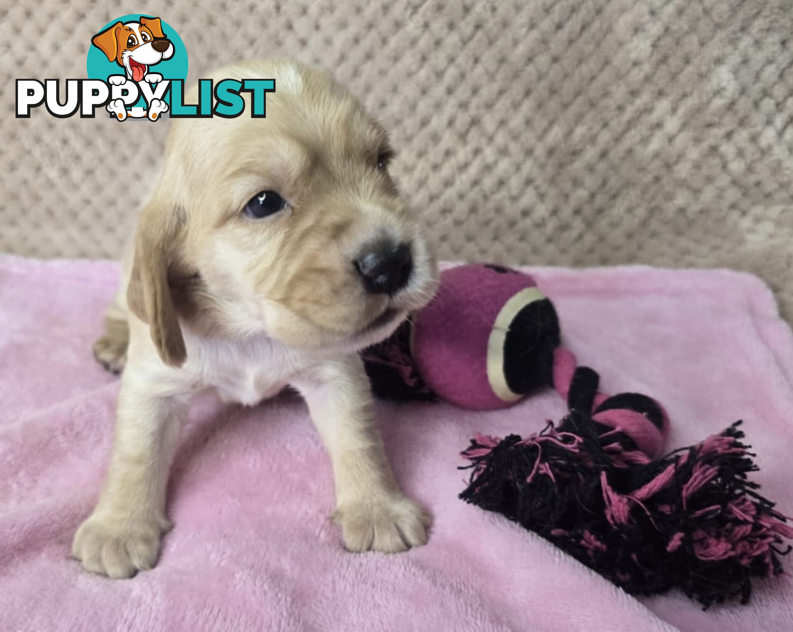 Spanador Puppies - Labrador x Cocker Spaniel