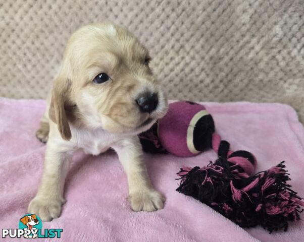 Spanador Puppies - Labrador x Cocker Spaniel