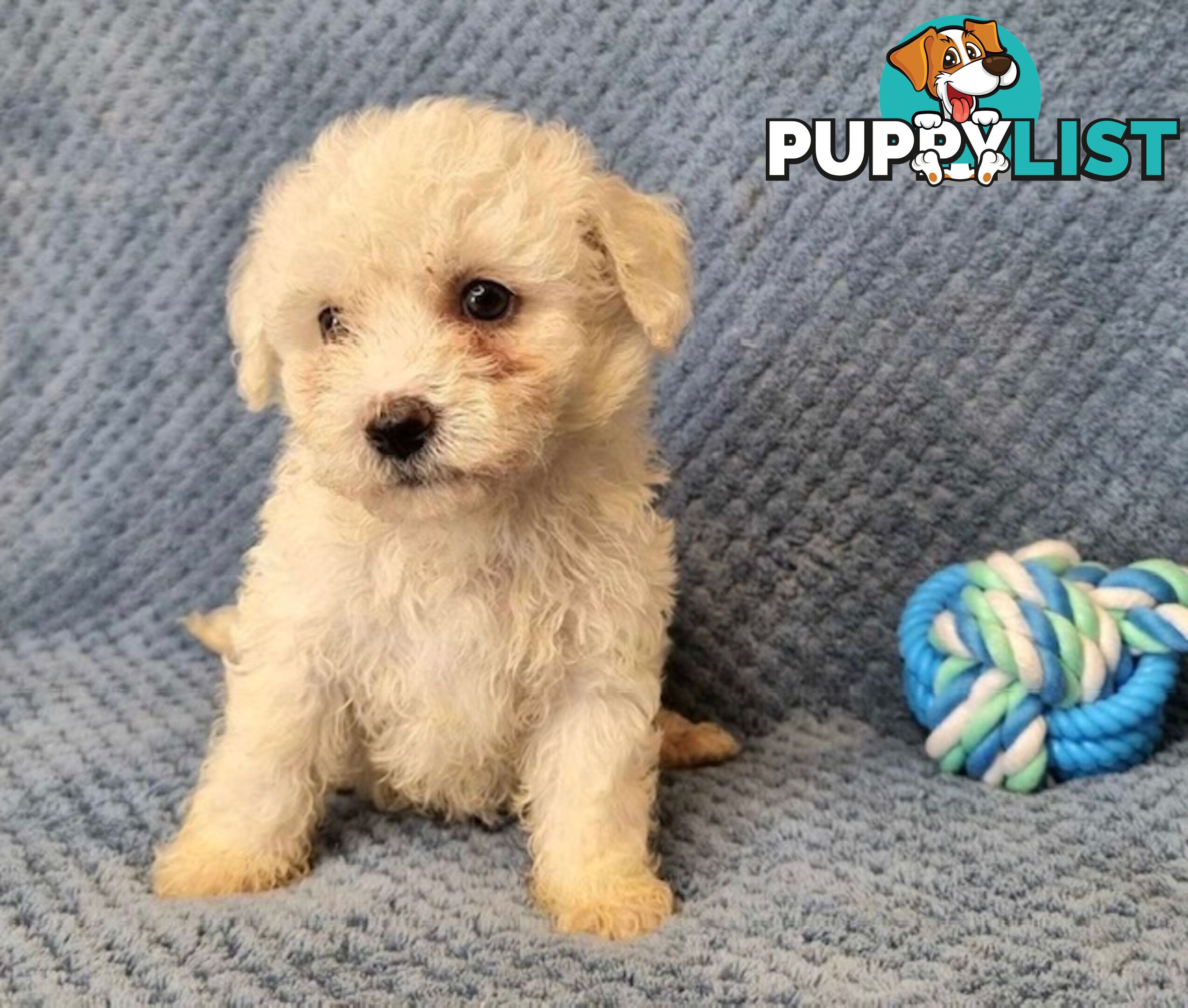 Bichon Frise Puppies - Delivery Available Australia Wide