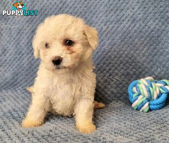 Bichon Frise Puppies - Delivery Available Australia Wide