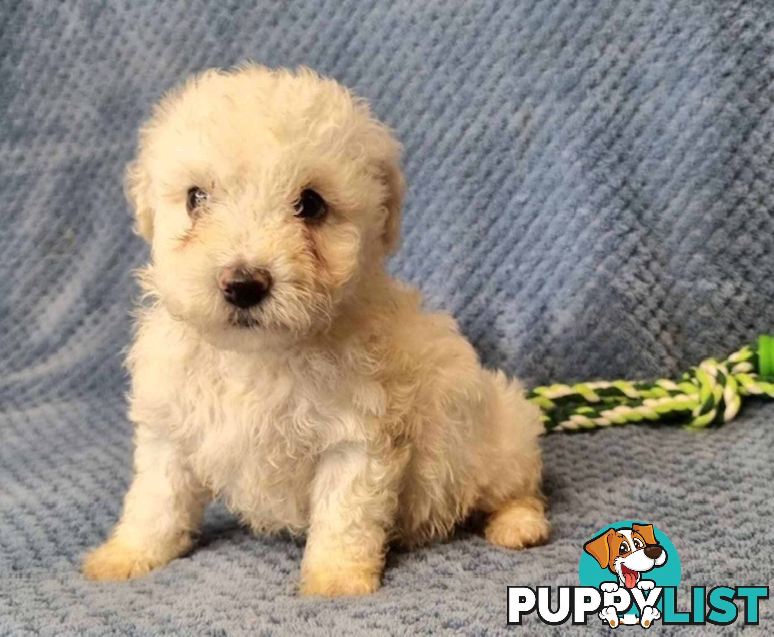 Bichon Frise Puppies - Delivery Available Australia Wide