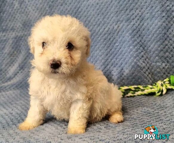 Bichon Frise Puppies - Delivery Available Australia Wide