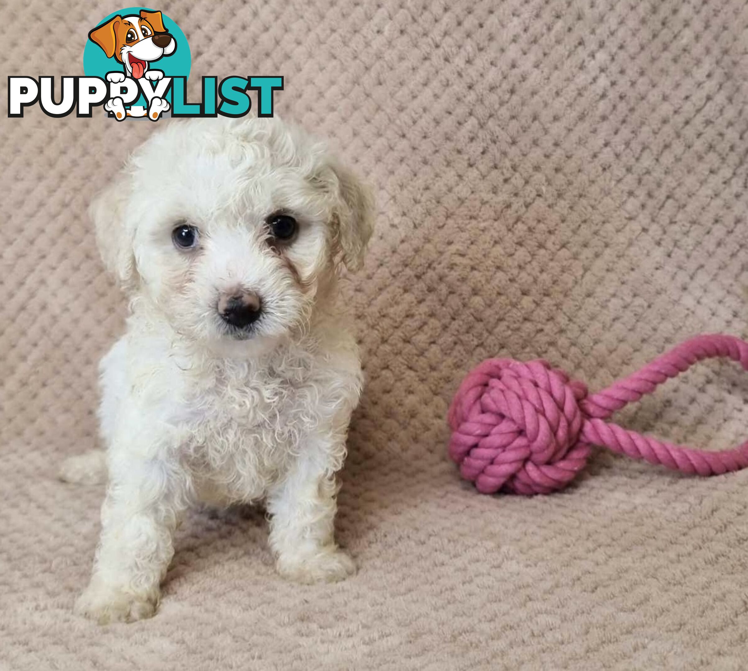 Bichon Frise Puppies - Delivery Available Australia Wide