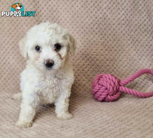 Bichon Frise Puppies - Delivery Available Australia Wide