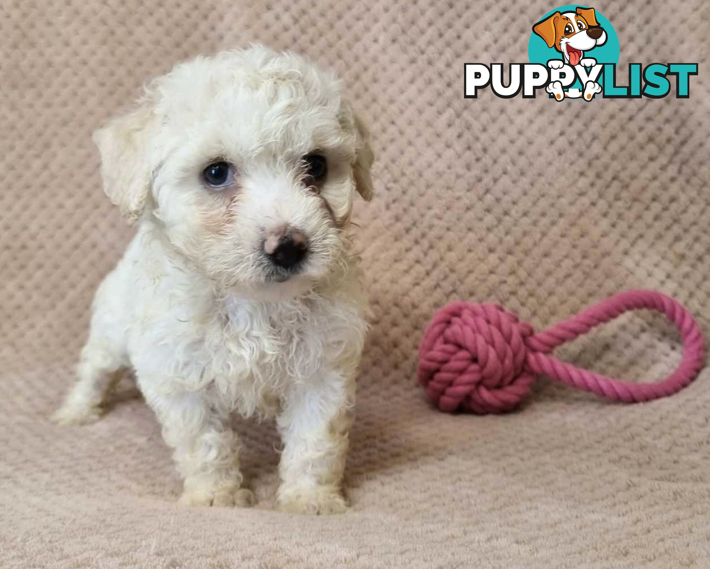 Bichon Frise Puppies - Delivery Available Australia Wide