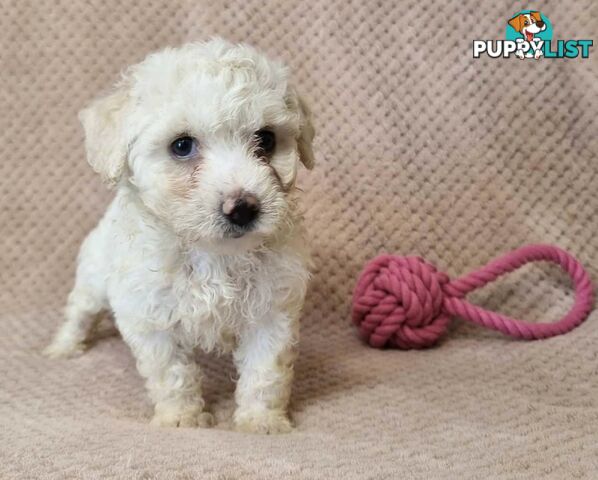 Bichon Frise Puppies - Delivery Available Australia Wide