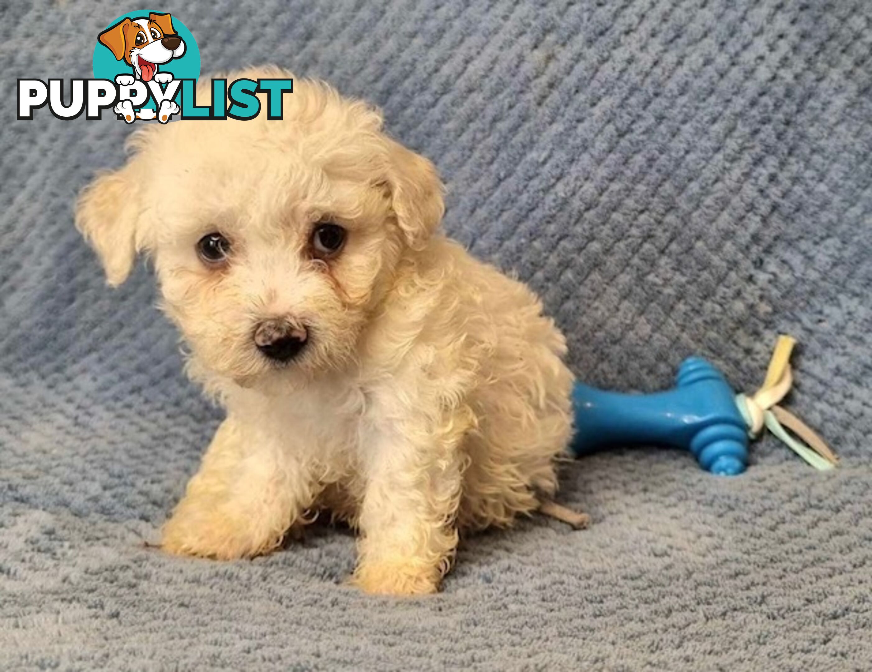 Bichon Frise Puppies - Delivery Available Australia Wide