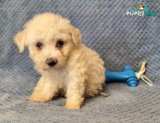 Bichon Frise Puppies - Delivery Available Australia Wide