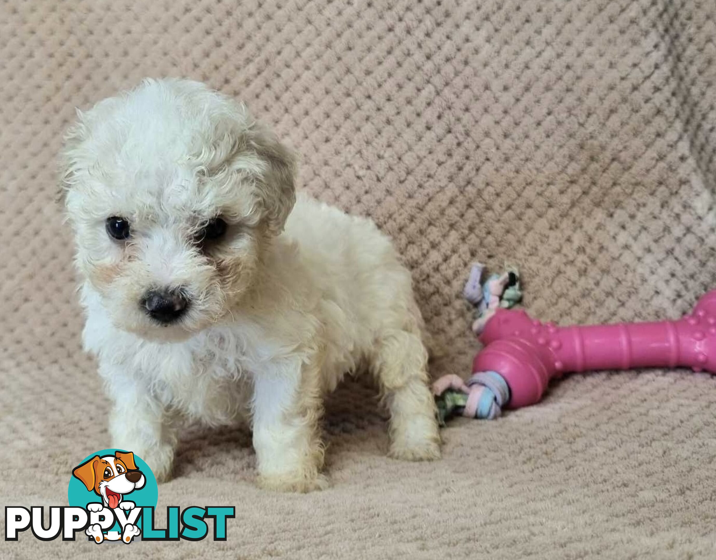 Bichon Frise Puppies - Delivery Available Australia Wide