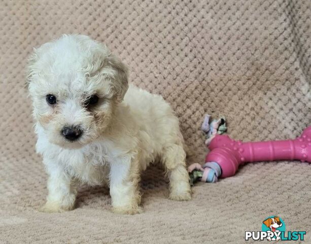 Bichon Frise Puppies - Delivery Available Australia Wide