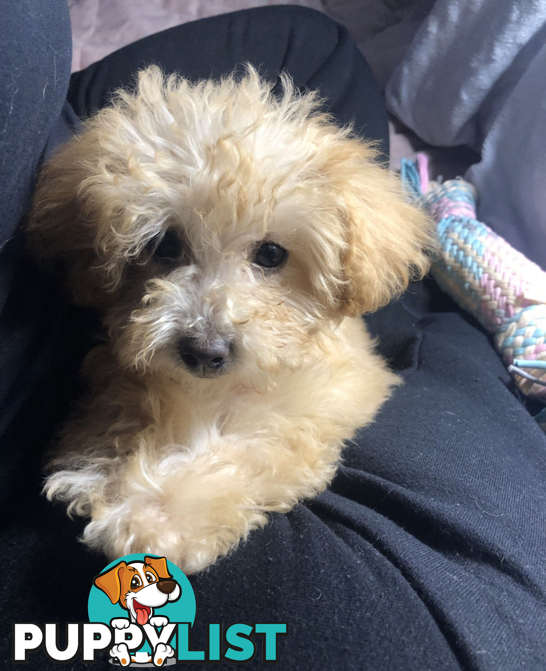 Absolutely Gorgeous Malshipoo Puppies