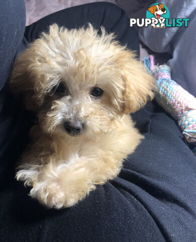 ONLY ONE LEFT: Absolutely Gorgeous Malshipoo Puppies