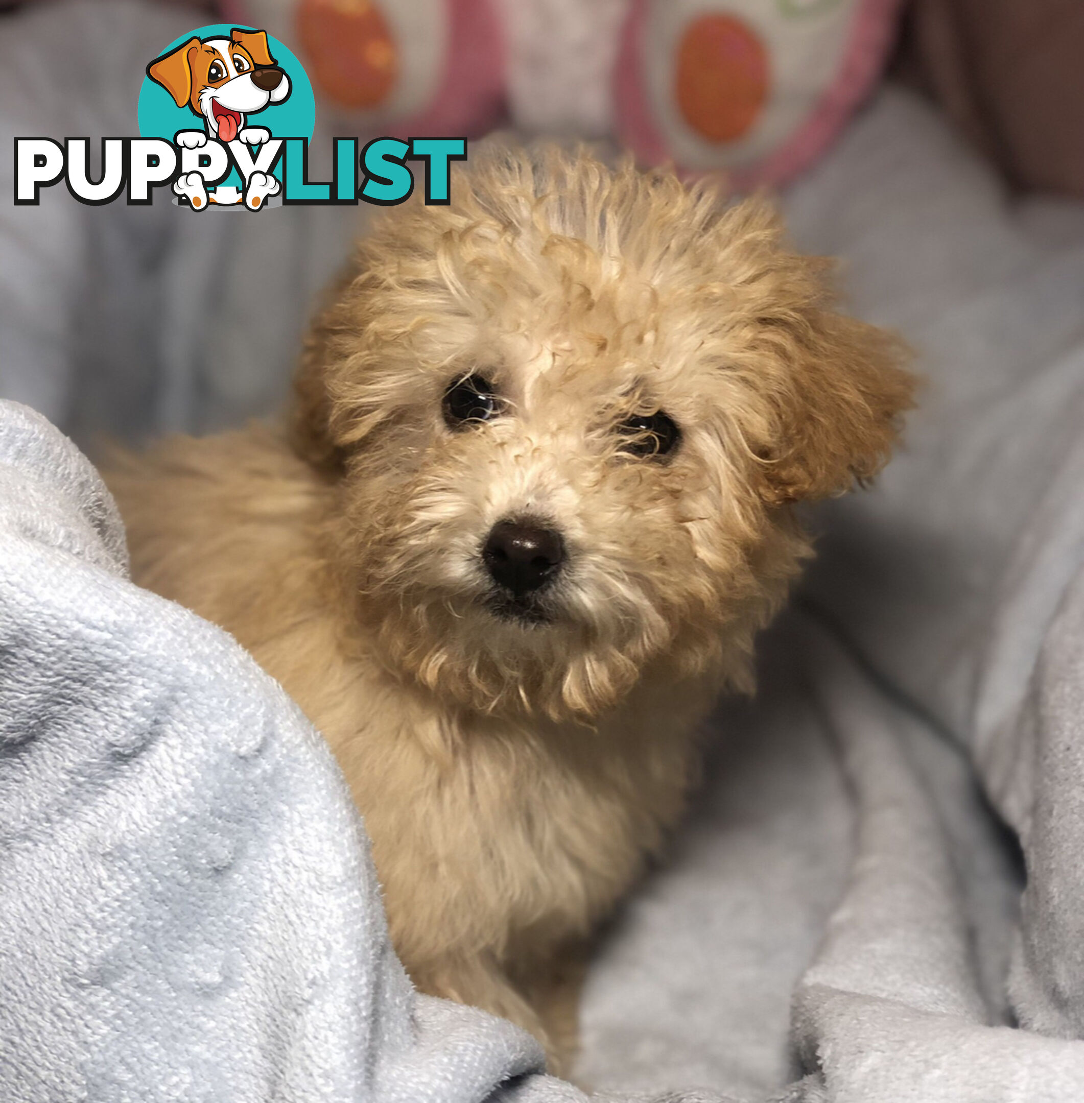 Absolutely Gorgeous Malshipoo Puppies